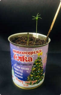 konservirovannaya-novogodnyaya-elka-luchshij-novogodnij-podarok 5