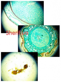 Микроскоп Konus Study-4 100x - 900x c адаптером для смартфона-11